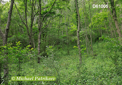 Deciduous Appalachian forest in Canoe Creek State Park